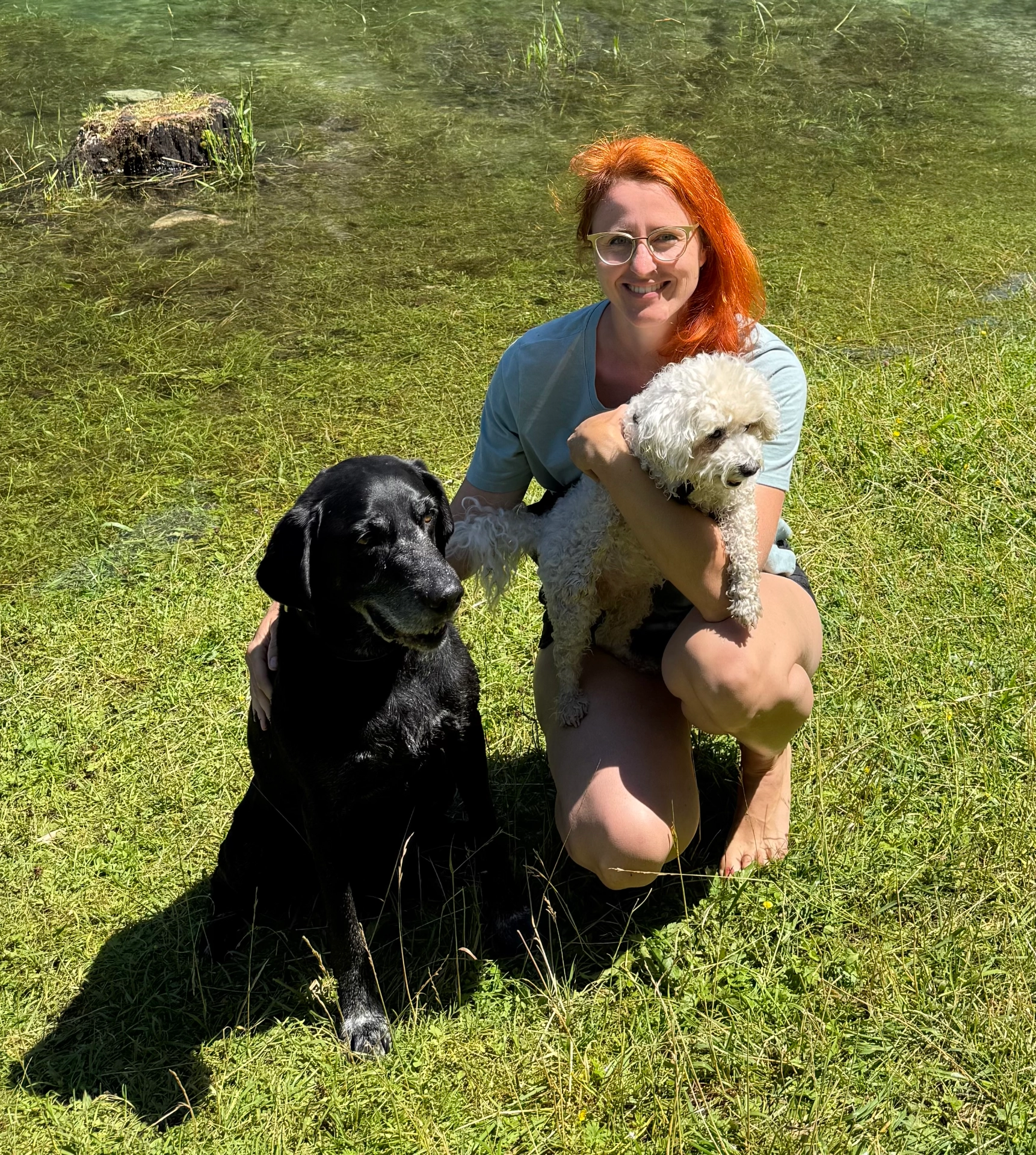 Profesionální výcvik psů v Brně