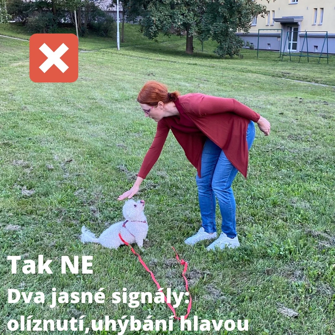 Nesprávné oslovení psa - předklon nad psem
