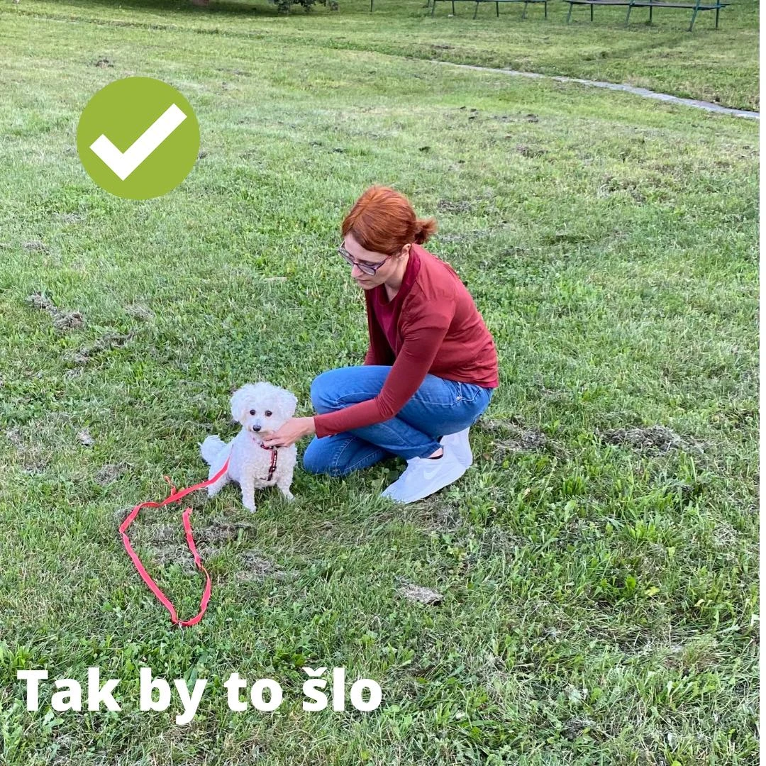 Správné oslovení psa - kleknutí na úroveň psa